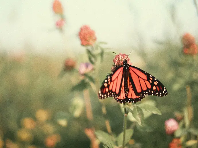 monarch butterfly perched on pink flower in close up photography during daytime