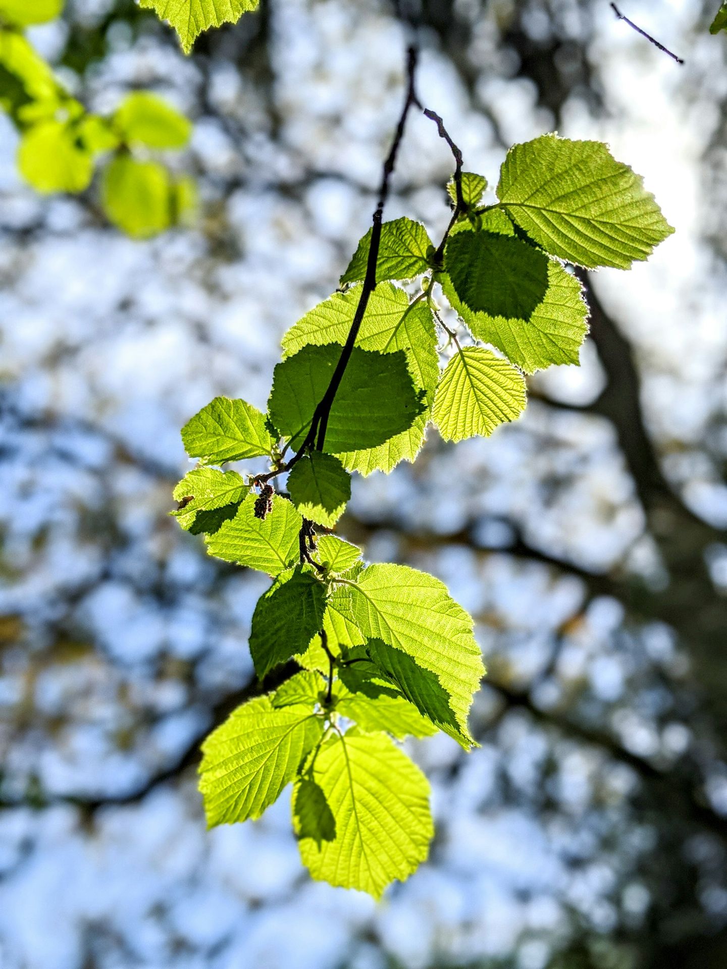 soin energetiques plantes chamanique lavaur tarn albi marssac toulouse elixir energeticienne